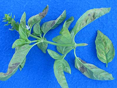 Downy mildew on a basil plant: From the Cornell Dept. of Plant Pathology website.
